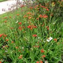 Emilia sagittata fleur